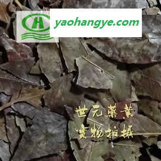 世元药业 冬青叶 正品(非苦丁茶)四季青叶 红冬青 油叶树 四季红图1