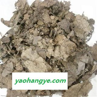 【满包邮】杜仲叶 统 1000g 产地 四川省图1