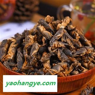 中药材 蝼蛄干 土狗子 土狗 地狗 蝼蛄图1