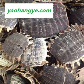 鳖甲 鳖甲新货  物美价廉  价格美丽 充足 含量 无碎瓣 无肉质残留 产地 浙江省图1
