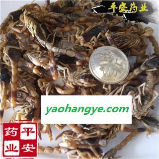 全蝎 河北大青皮蝎子 符合药典标准 无增重 全虫 【品质保证 卓越品质】图1