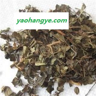 绣花针、伏牛花、虎刺、老虎刺 、老鼠刺 新货85图1