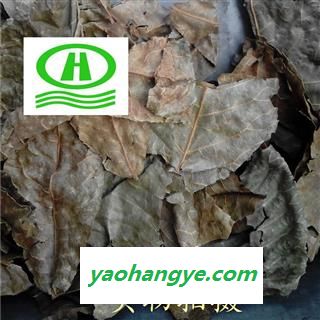 世元药业 青钱柳叶 正品纯叶 青钱柳叶 新货 烘干图1