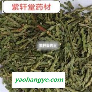 侧柏叶 侧百叶 侧柏叶统货 今年新货 产地 山东省图1