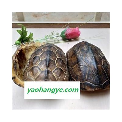 龟板 旱龟板 上龟板 乌龟壳 选货 产地 湖北省