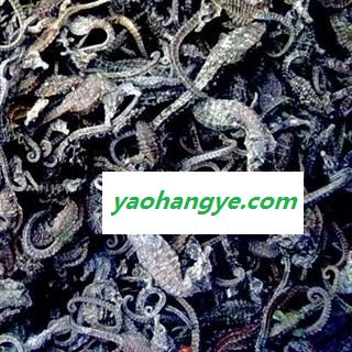 中药材海马  小马驹产地直供圣草康园图1