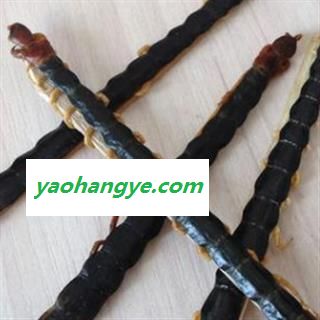 安祁名药中药材蜈蚣  野生蜈蚣图1
