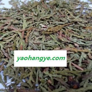 诺源药材行中药材正品侧柏叶 优质新货图1