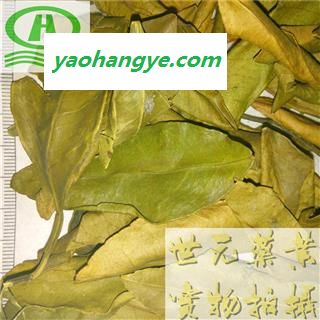 世元药业 桔叶 橘叶 正品 无污染 天然【全品除尘中药】图1