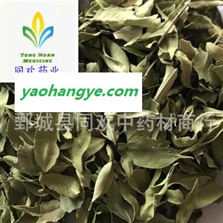 【罗布麻叶】@【同欢药材】中药材批发供应  规格齐全 量大从优 产地 新疆维吾尔自治区图1