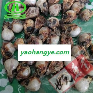 世元药业 雀脑 正品 褪毛雀脑 麻雀脑 雀脑袋 正品 麻雀头图1