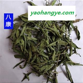 甜叶菊  产地 湖北省宜昌市图1