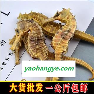 华珍品 海马  03海马短刺 统 1克以上 产地 海外图1