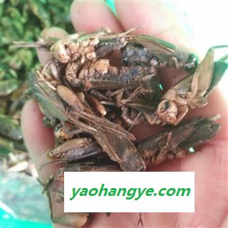 诺源药材行正品中药材蟋蟀 蛐蛐  产地 山东图1