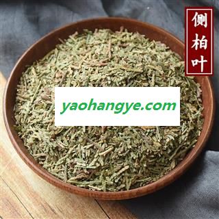 侧柏叶  侧柏树叶 侧柏树叶 香柏 扁柏 柏树图1
