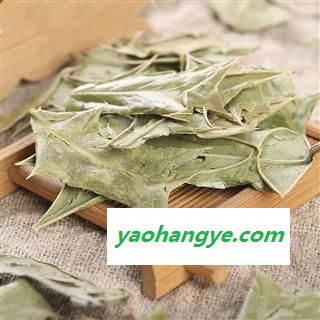 十大功劳叶 功劳叶 枸骨叶 猫儿刺 八角刺 老鼠刺图1