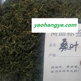桑叶茶 新鲜桑叶干霜桑叶 桑树叶图1
