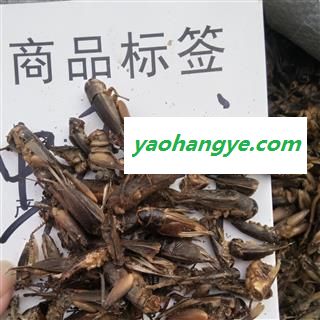 新辉药业优质蟋蟀  蛐蛐图1