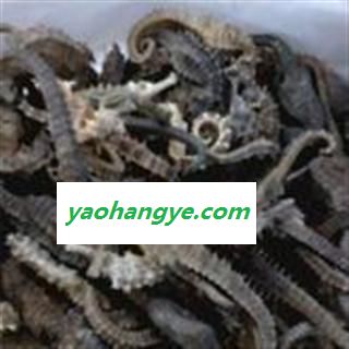 圣草康园中药材海马  纯清水海马每个1克左右图1