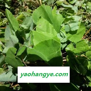 甘肃陇南野生淫羊藿  淫羊藿苷0.87精选选货 (无草精选选货)图1