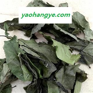 诺源药材行中药材 杜仲 杜仲叶图1