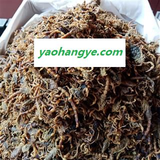 丽丽药业 全蝎 蝎子中药材批发  正品保证实图拍照7天无理由退货退款图1