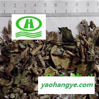 世元药业 三角枫 正品 三角风 三角槭图1