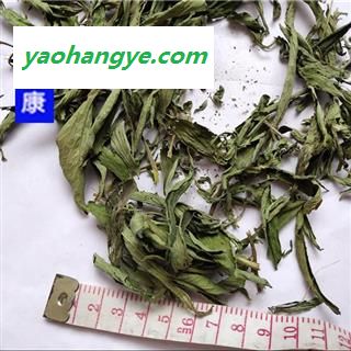 甜叶菊 药用01图1