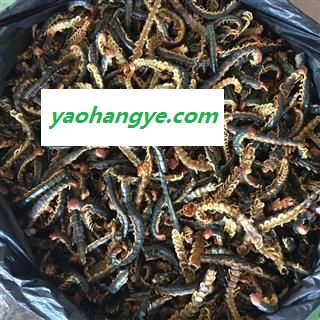 诺源药材行中药材蜈蚣 统 湖北省襄樊市图1
