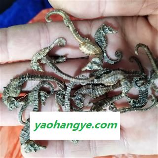 海马 清水小海马驹，价格低，质量好，性价比高 产地 广东省图1