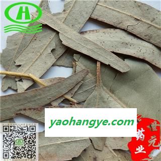 世元药业 桉叶 桉树叶 正品 药店诊所专供图1