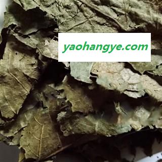 圣草康园黄皮叶油皮 油梅今年新货颜色好图1