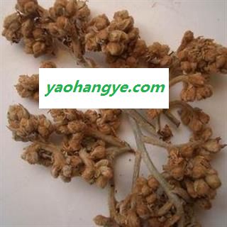 圣草康园 枇杷花 琵琶花 土冬花产地甘肃 茶用65图1