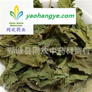 【青桑叶】@【同欢药材】中药材批发供应  规格齐全 量大从优 产地 山东省图1