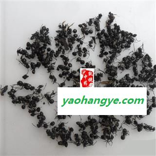 黑蚂蚁 正宗拟黑多刺蚁（特大蚂蚁）红蚂蚁  产地 广西壮族自治区图1