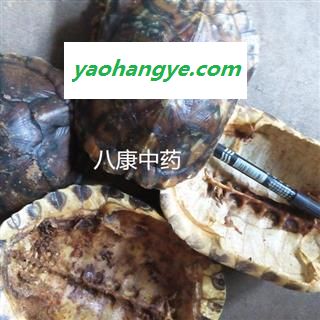 龟甲 巴西 龟壳  统图1