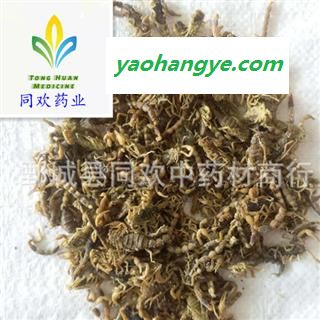 【山西盐水全蝎  全虫】【同欢药材】中药材批发供应  规格齐全 量大从优 产地 山西省图1