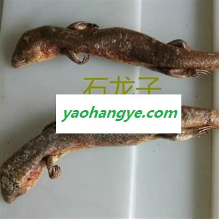 圣草康园石龙子四脚蛇 狗毛蛇 干货猪婆蛇 狗母蛇图1