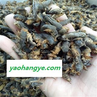 圣草康园蝼蛄  清水干货蝼蛄 土狗 地狗 今年新货 产地 黑龙江省图1