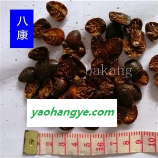 土鳖虫 02 产地 河北省 土元图1