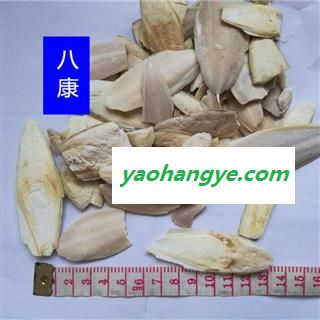 海螵蛸 01小个图1