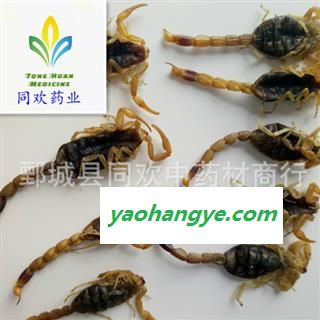 【山西清水全虫  全蝎】@【同欢药材】中药材批发供应  规格齐全 量大从优 产地 山西省图1