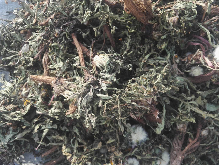 蒲公英510.jpg