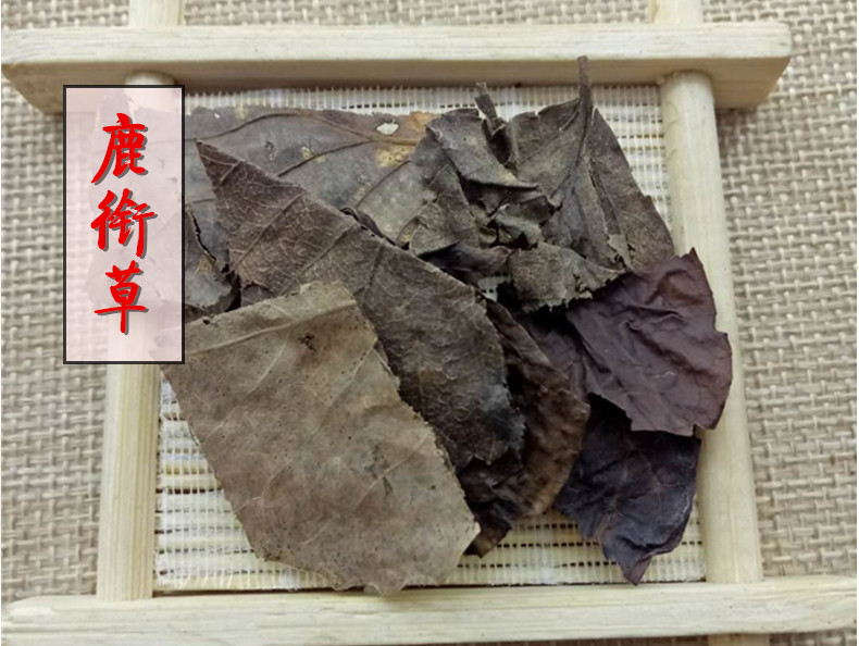 鹿衔草1.jpg