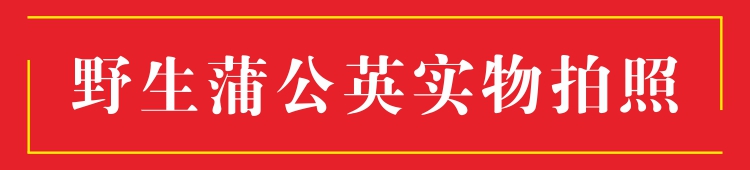 蒲公英根5.jpg