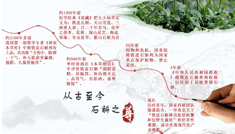 石斛30.jpg