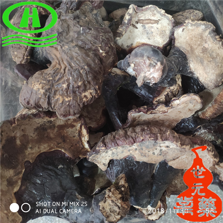 东北野生灵芝260以勒~03_副本.jpg