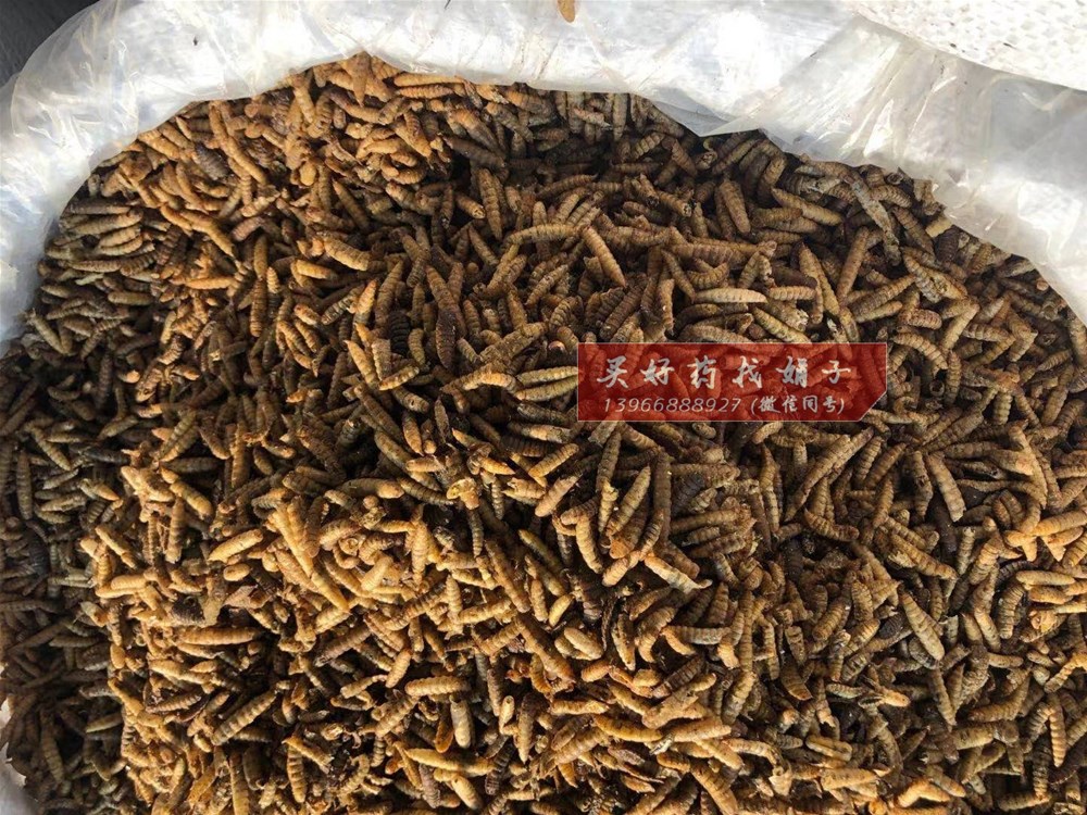 大无谷虫 40 (2.jpg